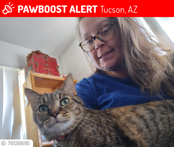 Lost Female Cat last seen Pima Alano club, Tucson, AZ 85712