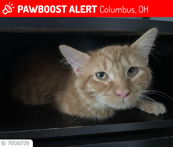 Lost Male Cat last seen Alum creek dr and tealwater trail dr, Columbus, OH 43207