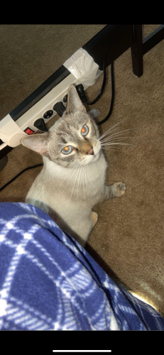 Lost Female Cat last seen Near middle ridge road Perry Ohio , Perry, OH 44081