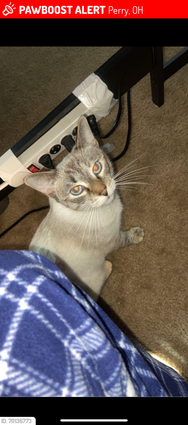 Lost Female Cat last seen Near middle ridge road Perry Ohio , Perry, OH 44081