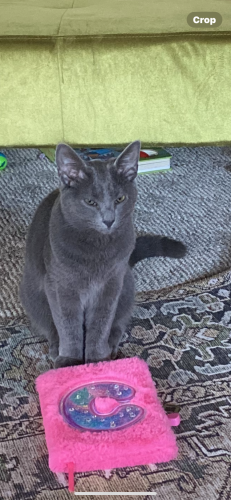 Lost Male Cat last seen Foxhill dr & grandview Ave , Indianapolis, IN 46228