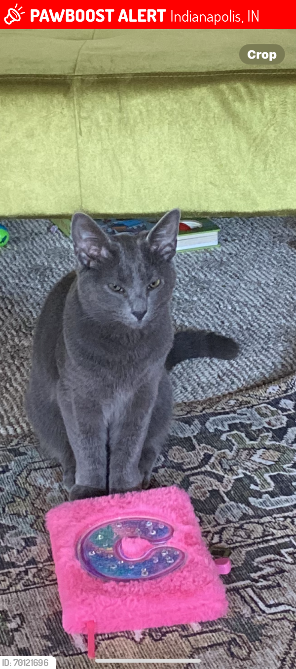 Lost Male Cat last seen Foxhill dr & grandview Ave , Indianapolis, IN 46228