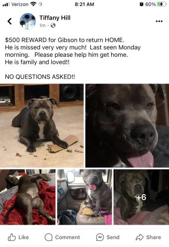 Lost Male Dog last seen St Joe blinking sign on 43 at the rock house across the street, Loretto, TN 38469