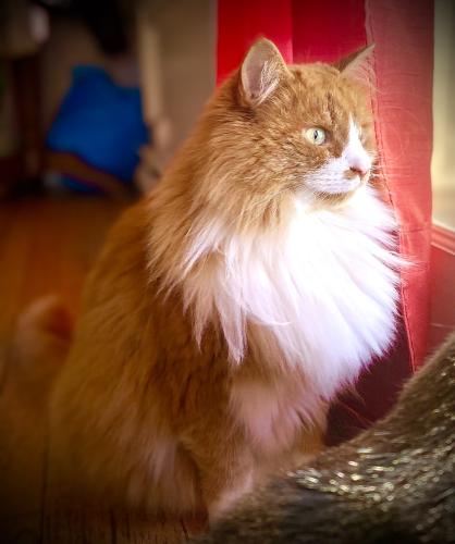 Lost Male Cat last seen 10th and 162, Surrey, BC V4A 9R6