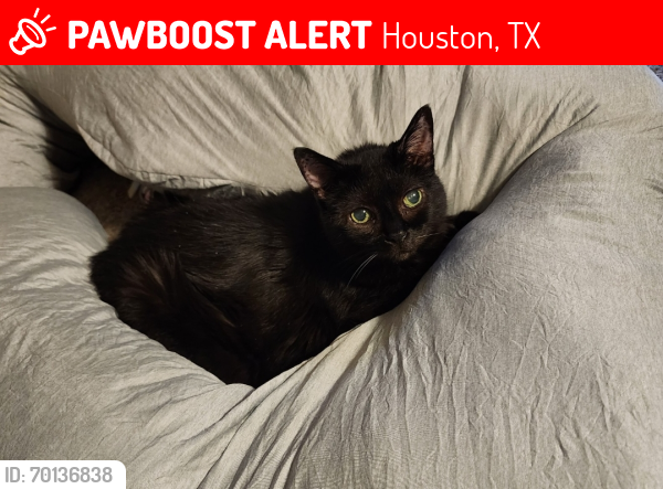 Lost Female Cat last seen Waltway and Shirkmere, Houston, TX 77008