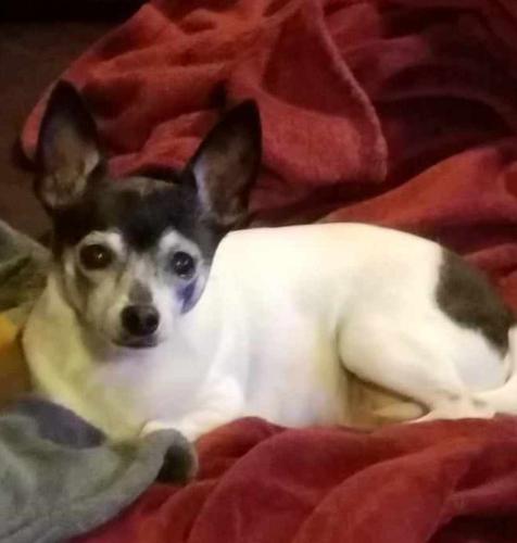 Lost Female Dog last seen Indianapolis Rd and County Line Road , Zanesville, IN 46783