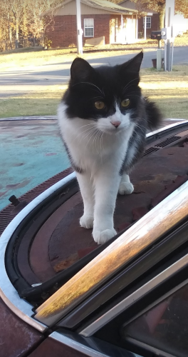 Lost Male Cat last seen Indian Road, Park Hill, OK 74451