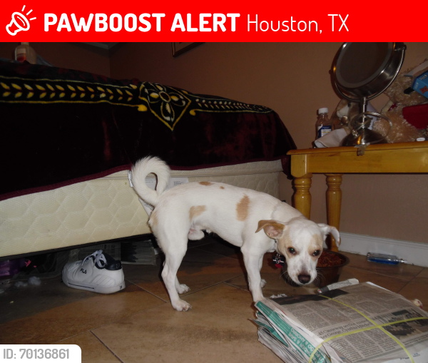 Lost Male Dog last seen grimes park , Houston, TX 77033