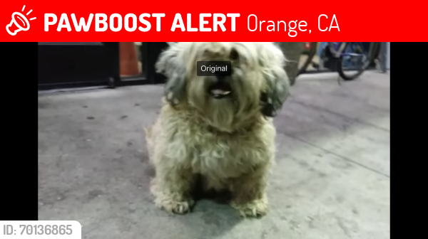 Lost Male Dog last seen  Batavia and chapman, Orange, CA 92868