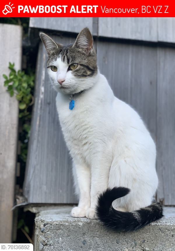 Lost Female Cat last seen W22nd and Laurel, Vancouver, BC V5Z 1Z7