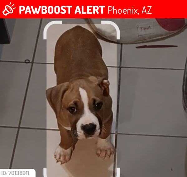 Lost Male Dog last seen Jackinbox, Phoenix, AZ 85009