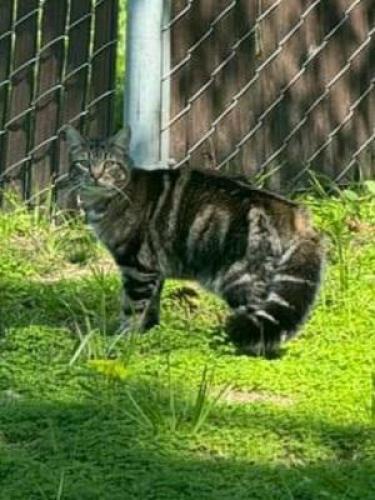 Lost Male Cat last seen Port Hueneme Navy Base, Port Hueneme, CA 93041