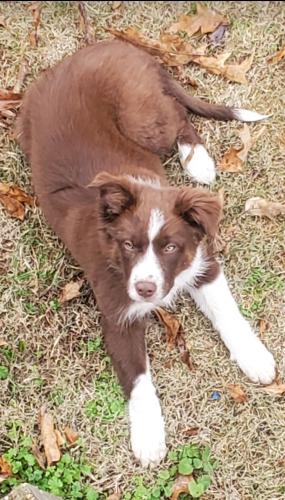 Lost Male Dog last seen Cody st., Paragould, AR 72450