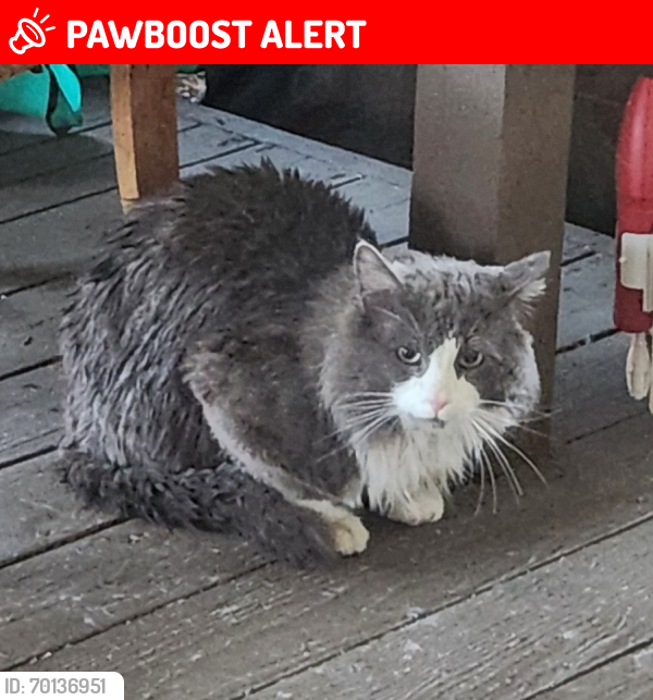 Lost Male Cat last seen Covington Way SE & 164th Pl SE, Lake Morton-Berrydale, WA 98042