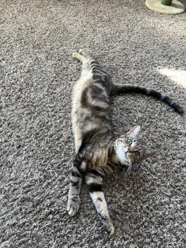 Lost Female Cat last seen ironwood and chandler heights, Queen Creek, AZ 85140
