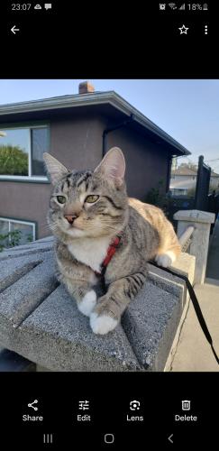 Lost Male Cat last seen Charles and Madison , Burnaby, BC V5C 4Y5