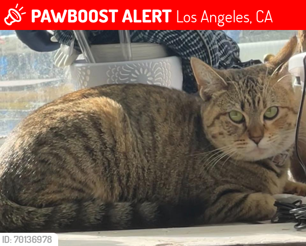 Lost Female Cat last seen Has pink flowered collar with bell, Los Angeles, CA 90023