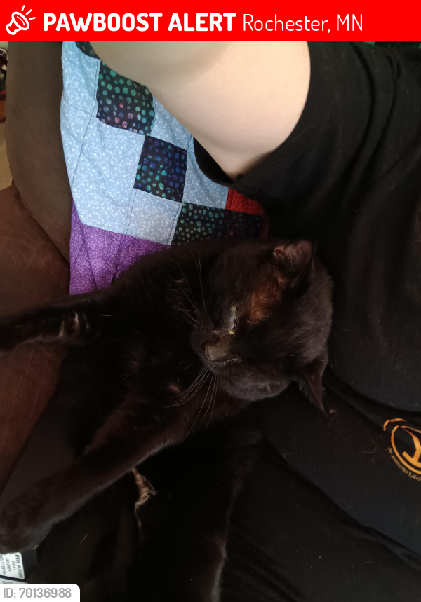 Lost Male Cat last seen 19th Ave nw, Rochester, MN 55901