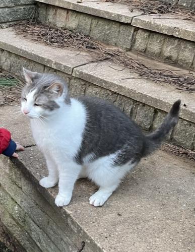 Lost Male Cat last seen Sheldon Solihull , Birmingham, England 