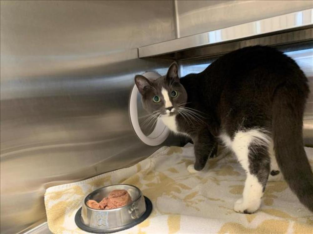 Shelter Stray Male Cat last seen WALMART ON AUBURN BLVD, Auburn, CA 95603