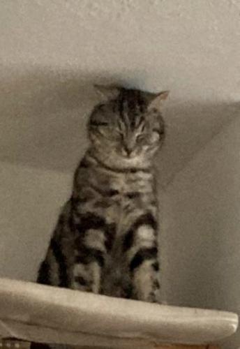 Lost Female Cat last seen Hardcastle Avenue, Greater Manchester, England M21 7LL