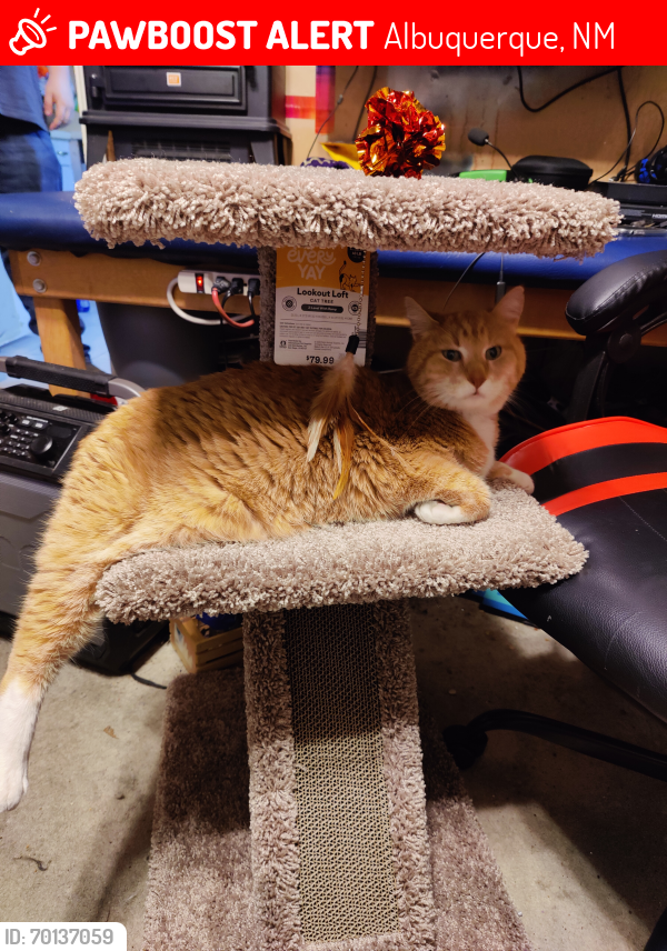 Lost Male Cat last seen Juan Tabo and Central , Albuquerque, NM 87123