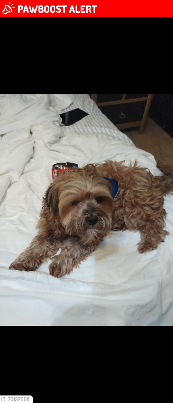 Lost Male Dog last seen Dennys on Nogales Rowland Heights , Rowland Heights, CA 91748