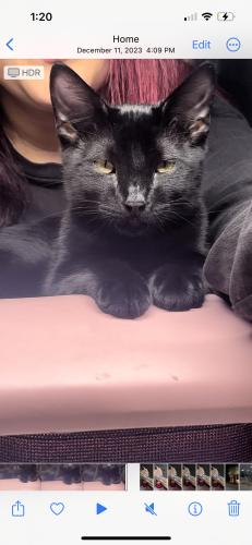 Lost Male Cat last seen Shadow palm ave & monroe, Indio, CA 92201