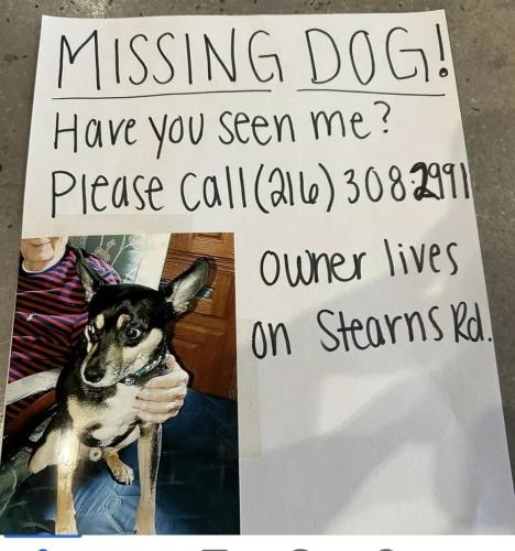 Lost Male Dog last seen Stearns & bagley , Olmsted Township, OH 44138
