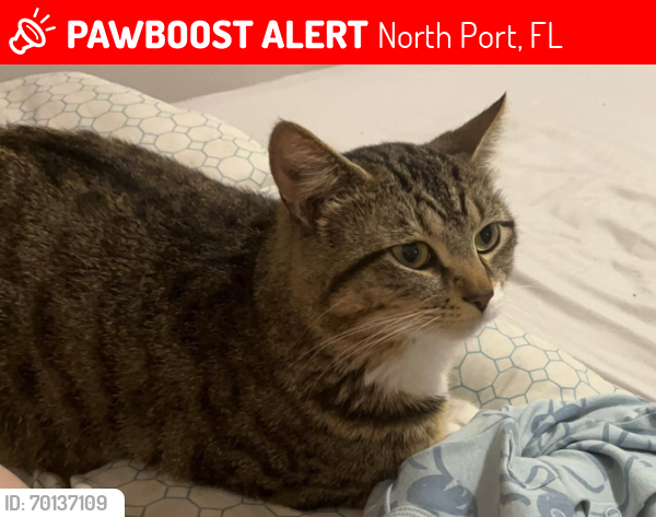Lost Male Cat last seen Grande Court apmts, North Port, FL 34287