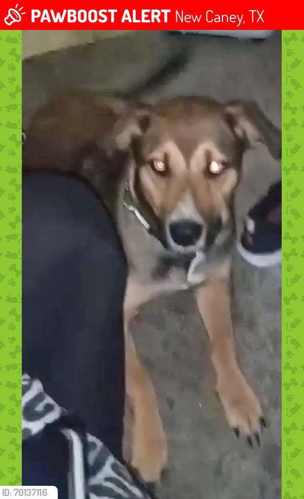 Lost Female Dog last seen Near peach dr , New Caney, TX 77357