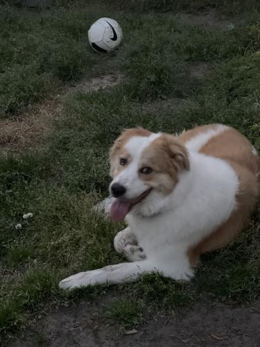 Lost Male Dog last seen Near East 1st Conway drive, Fort Worth, TX 76102