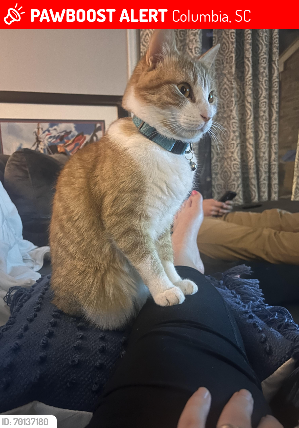 Lost Male Cat last seen Two streets over from Irmo High School, Columbia, SC 29212