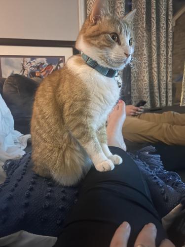 Lost Male Cat last seen Two streets over from Irmo High School, Columbia, SC 29212