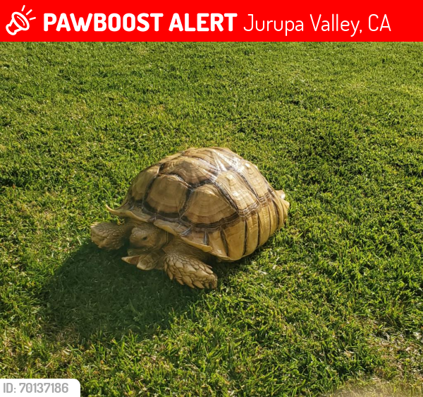 Lost Unknown Reptile last seen limeonite and wineville, Jurupa Valley, CA 91752