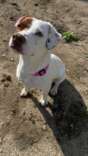 Lost Female Dog last seen 30th and California , San Bernardino, CA 92407
