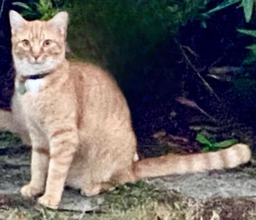 Lost Male Cat last seen Wendell, NC area, Wendell, NC 27591