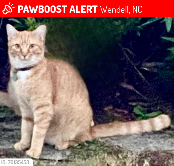 Lost Male Cat last seen Wendell, NC area, Wendell, NC 27591