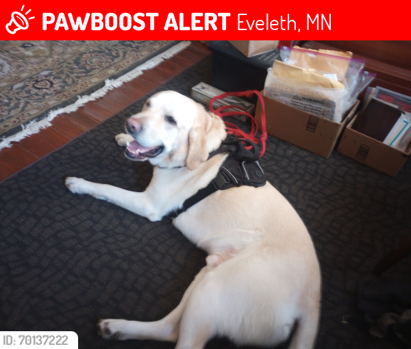 Lost Male Dog last seen West side of Murphy lake Eveleth Minnesota , Eveleth, MN 55734