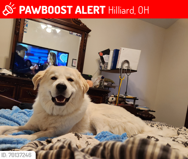 Lost Male Dog last seen Hilliard rome rd and Robert rd  and Robert rd , Hilliard, OH 43228