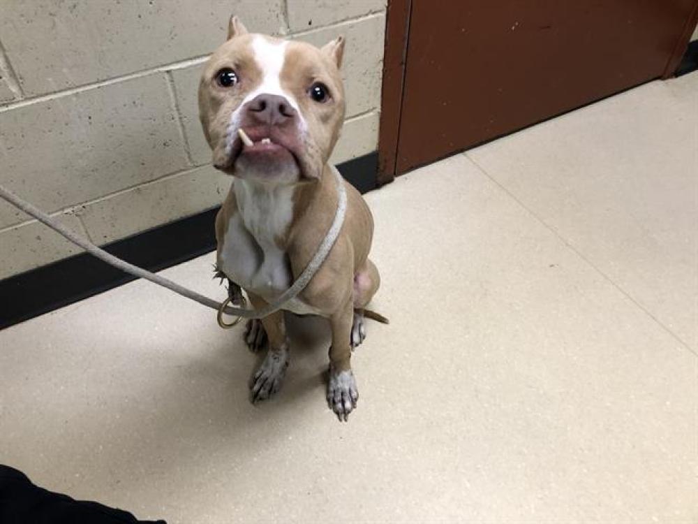 Shelter Stray Male Dog last seen Near BLOCK N 24TH ST, West Milwaukee, WI 53215