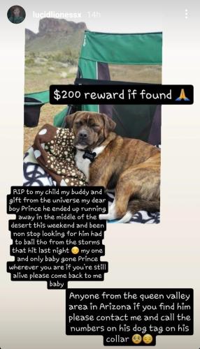 Lost Male Dog last seen  Queen Valley, AZ 85118, Queen Valley, AZ 85118