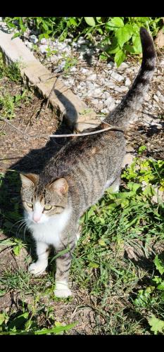 Found/Stray Female Cat last seen Bass blvd, Harlingen, TX 78552