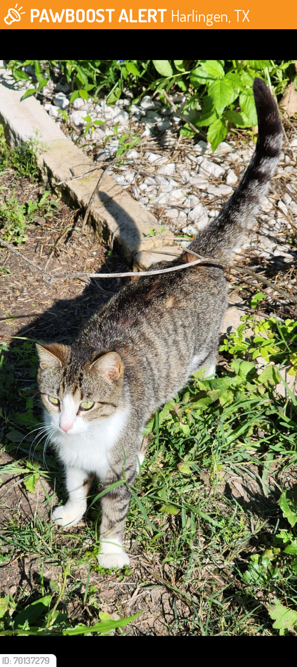 Found/Stray Female Cat last seen Bass blvd, Harlingen, TX 78552