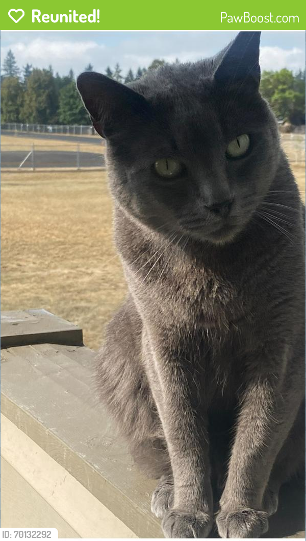 Wa Rav Cat Reunited Male Cat in Vancouver, WA 98683 (ID: 70132292) | PawBoost