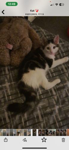 Lost Female Cat last seen Queens road station or old Kent road, Greater London, England SE15 2JZ