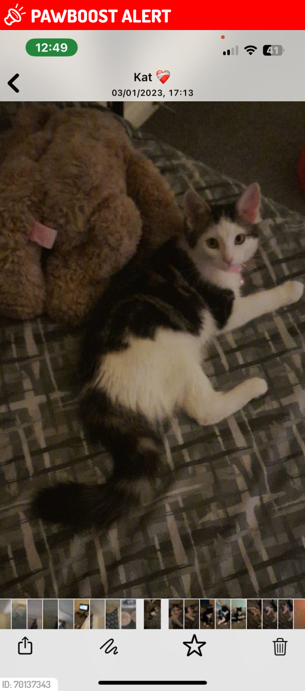 Lost Female Cat last seen Queens road station or old Kent road, Greater London, England SE15 2JZ