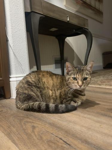 Lost Female Cat last seen Near Wood Hall Dr., Anchorage, AK 99516