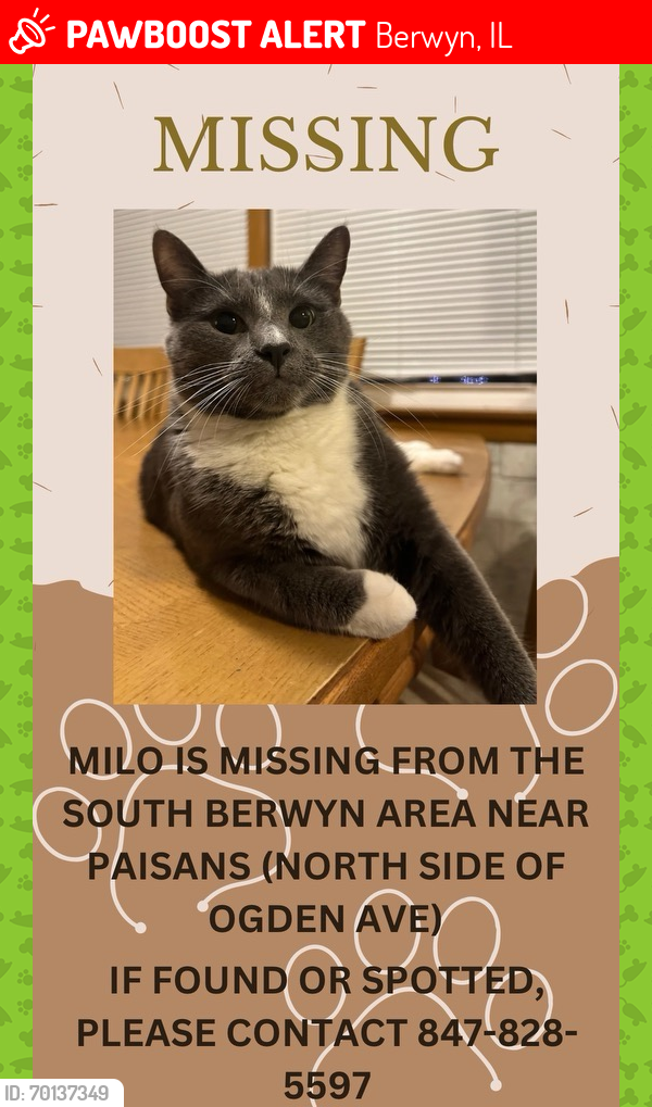 Lost Male Cat last seen Ogden Ave & Lombard Ave, Berwyn, IL 60402