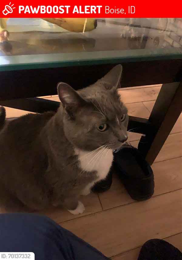 Lost Male Cat last seen Victory Road /Maple Grove, Boise, ID 83709